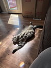 JASPER (COURTESY POST) - Photo 3