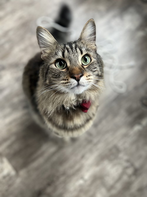 JASPER (COURTESY POST) - Domestic Medium Hair available for adoption