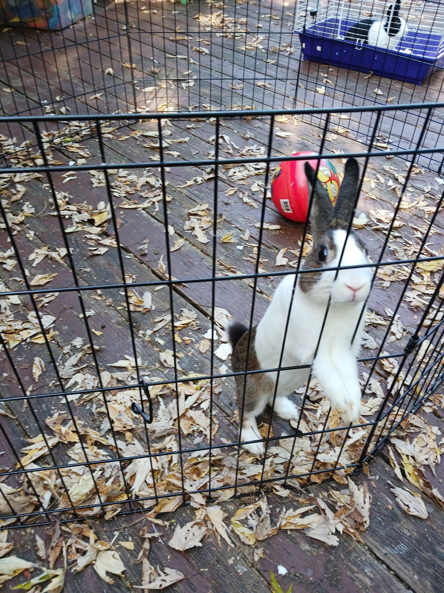 adoptable Rabbit in Columbia, MD named PUFFBALL (COURTESY POST)