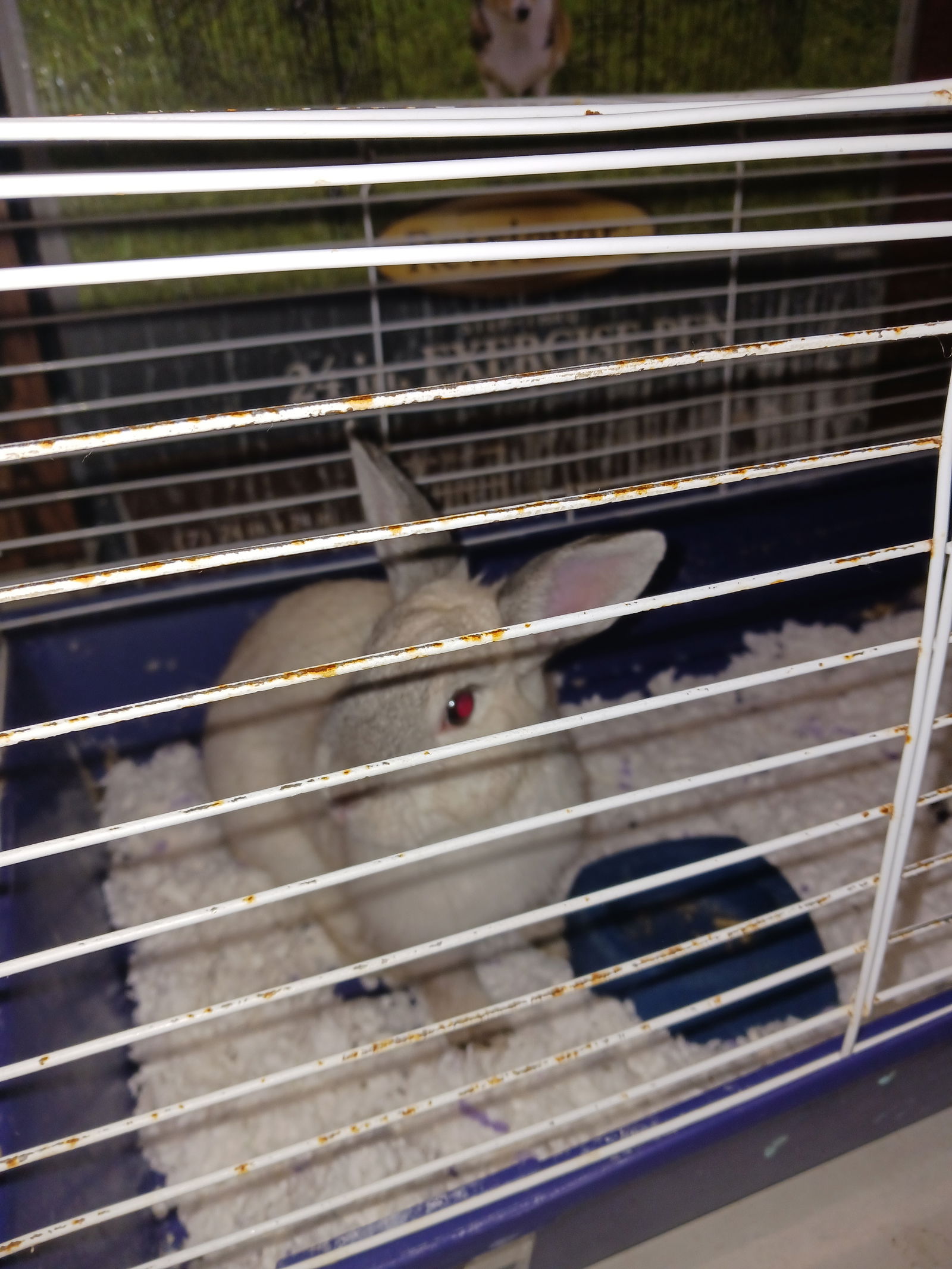 adoptable Rabbit in Columbia, MD named SNOWFLAKE (COURTESY POST)