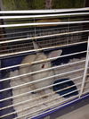 adoptable Rabbit in , MD named SNOWFLAKE (COURTESY POST)