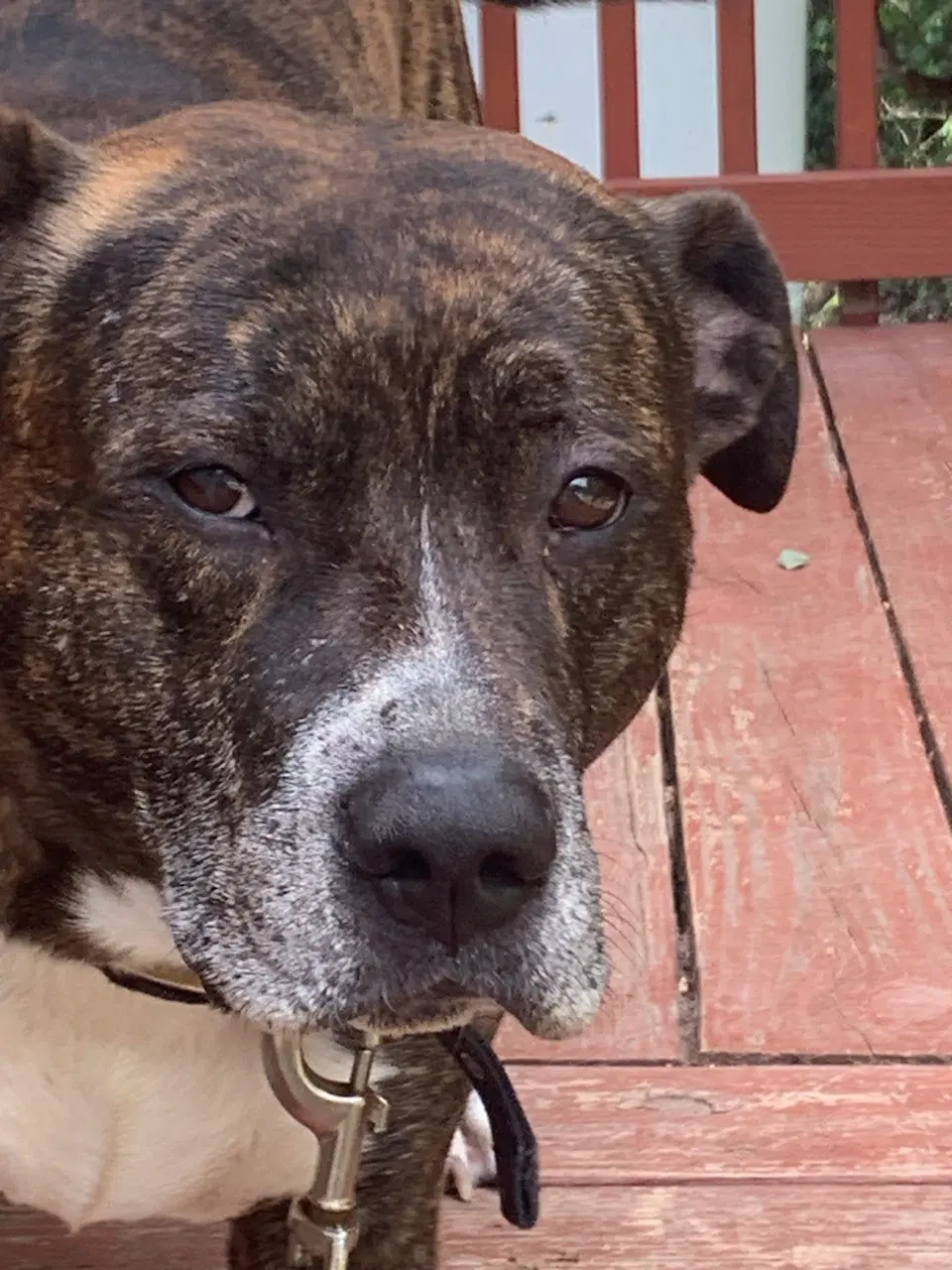 Kash Courtesy Post - Pit Bull Terrier