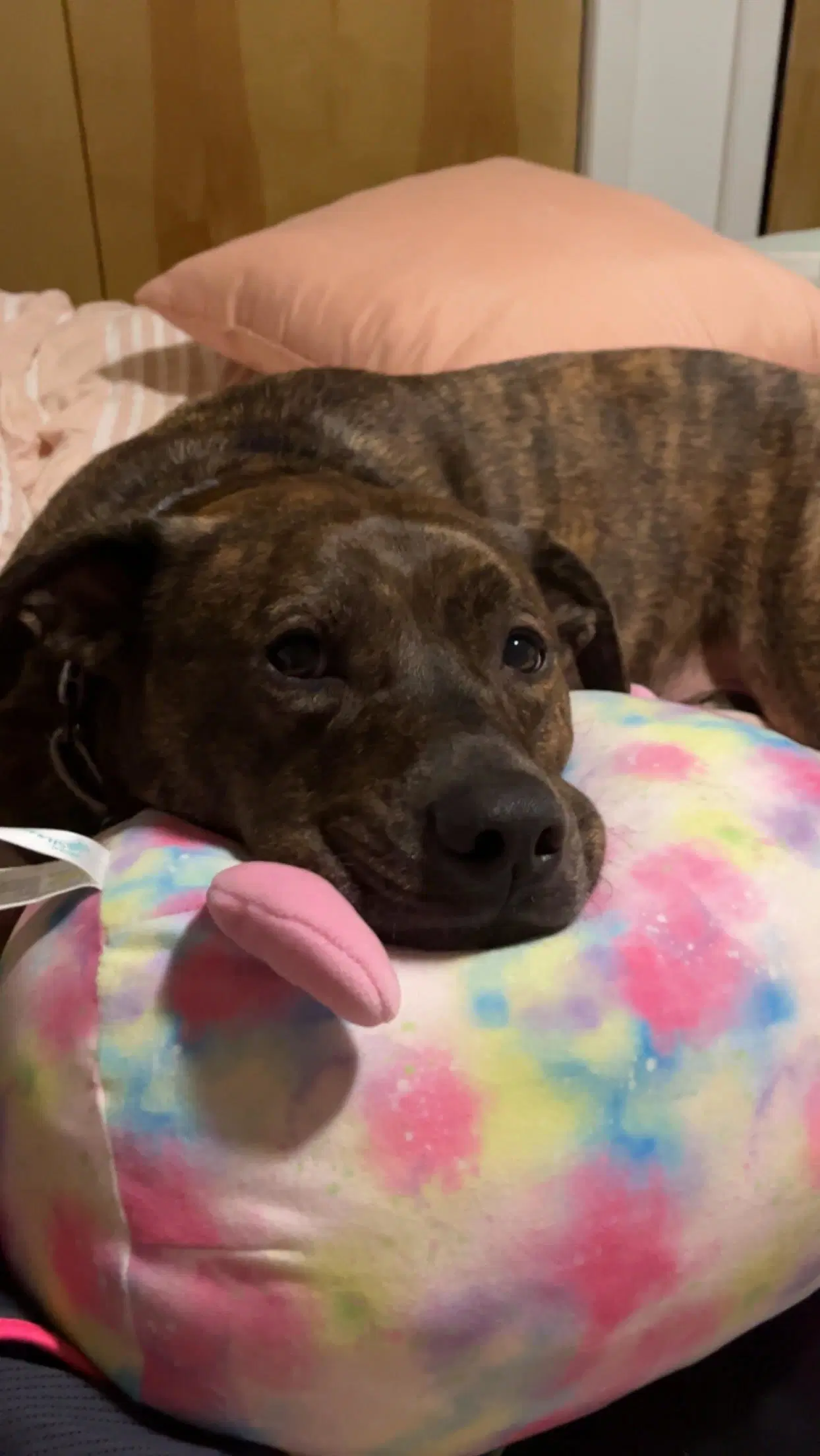 Mozzie Courtesy Post - Pit Bull Terrier