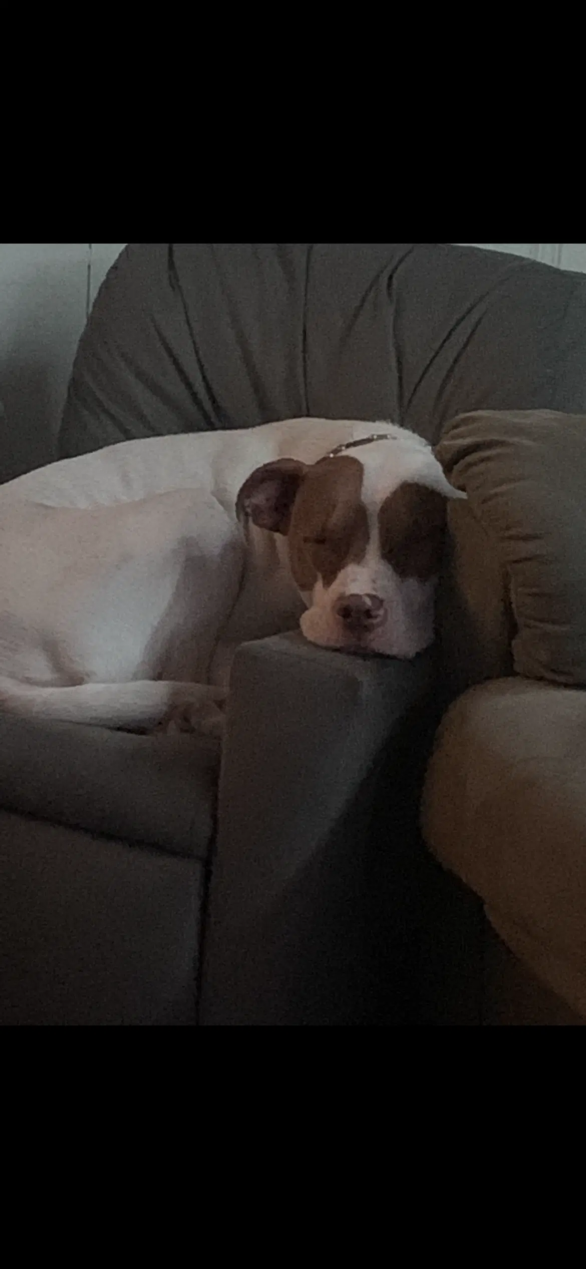 Jax Courtesy Post - Terrier