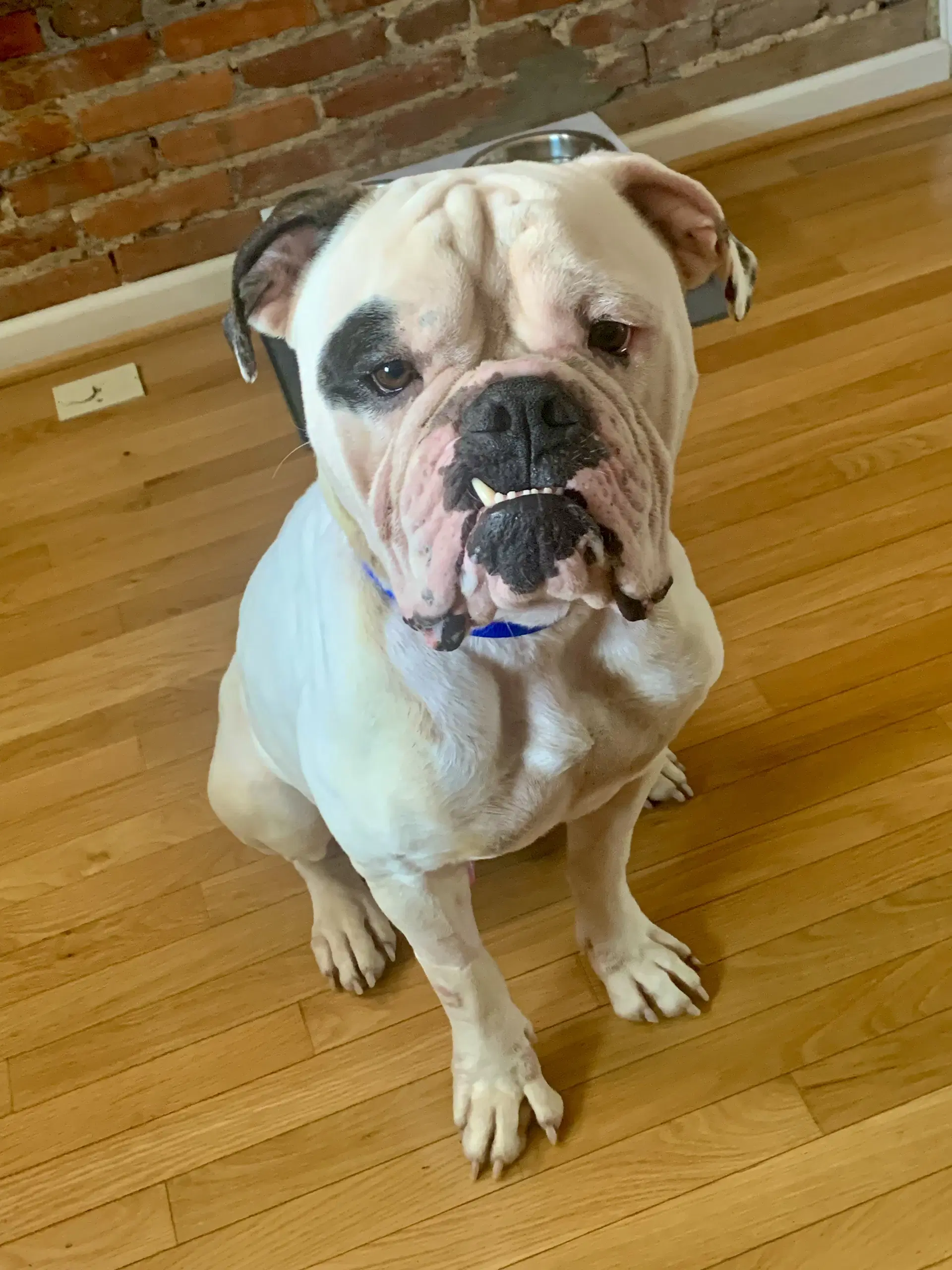 Rufio Courtesy Post - English Bulldog