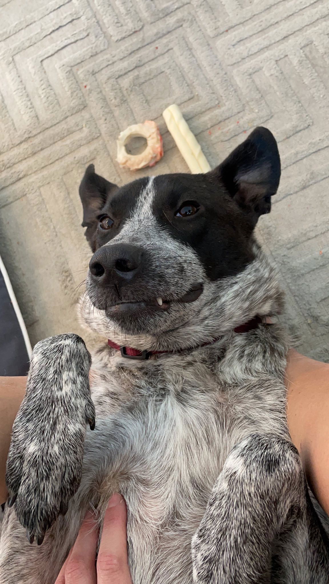 adoptable Dog in Columbia, MD named IZZY (COURTESY POST)