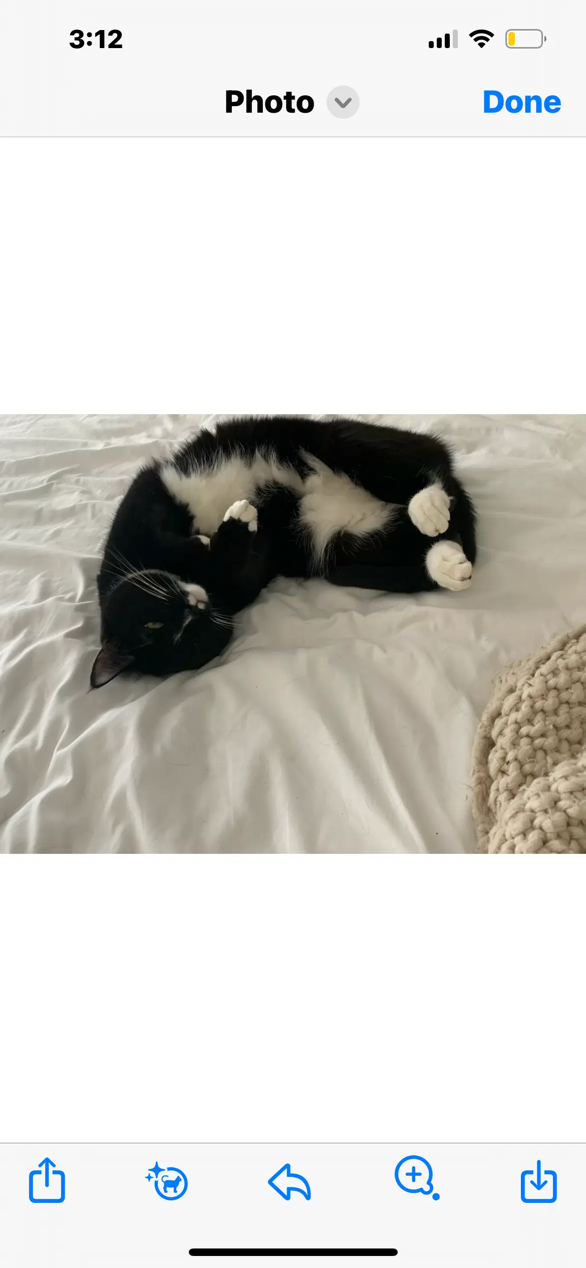 Ms Bella Courtesy Post - Domestic Short Hair