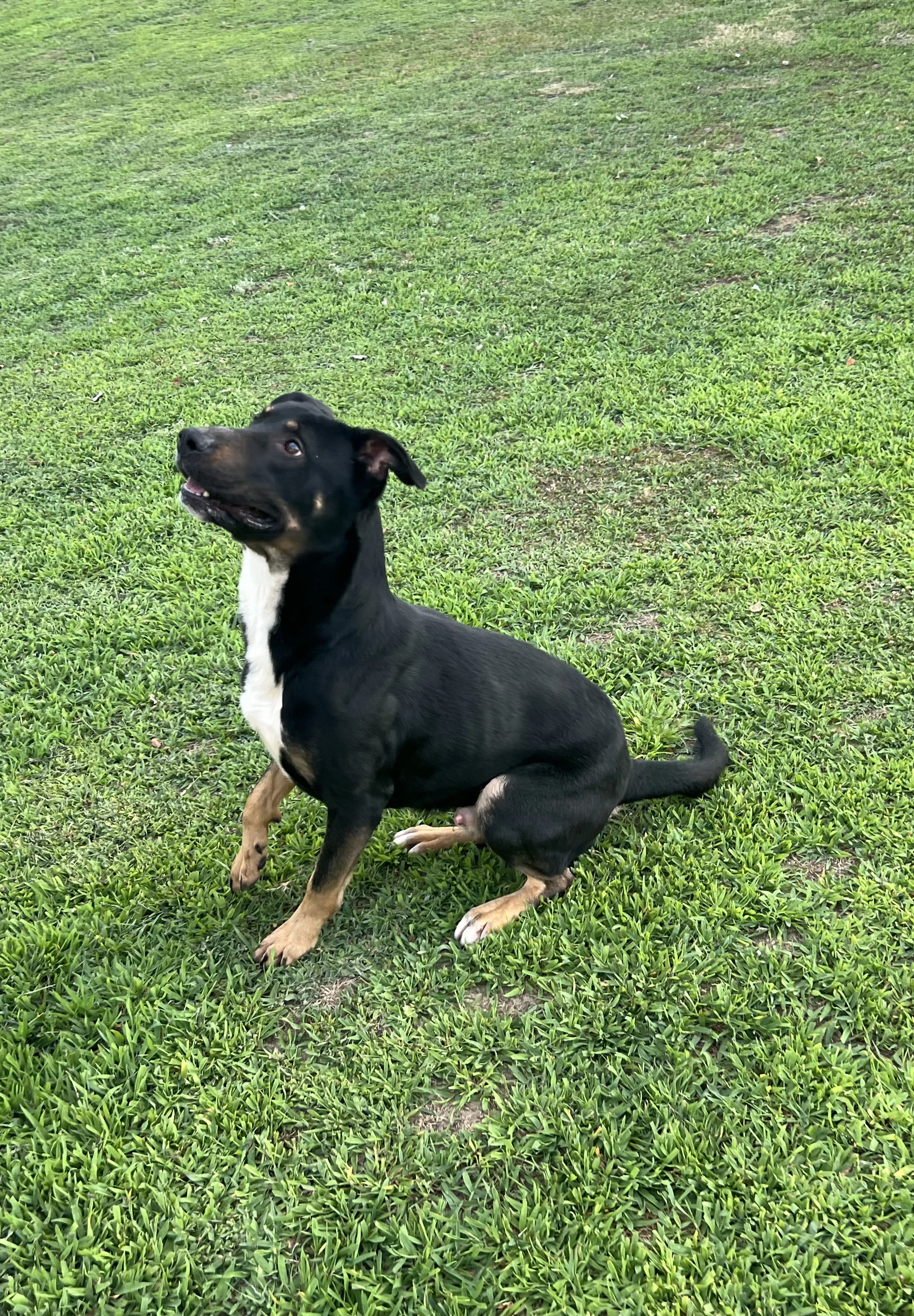 Diesel Courtesy Post