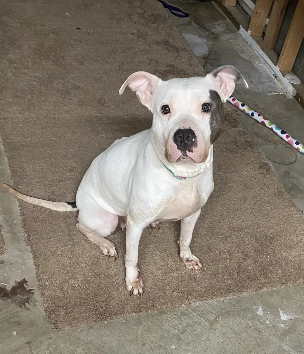 Blanca Courtesy Post - Pit Bull Terrier