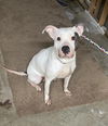 adoptable Dog in Columbia, MD named BLANCA (COURTESY POST)