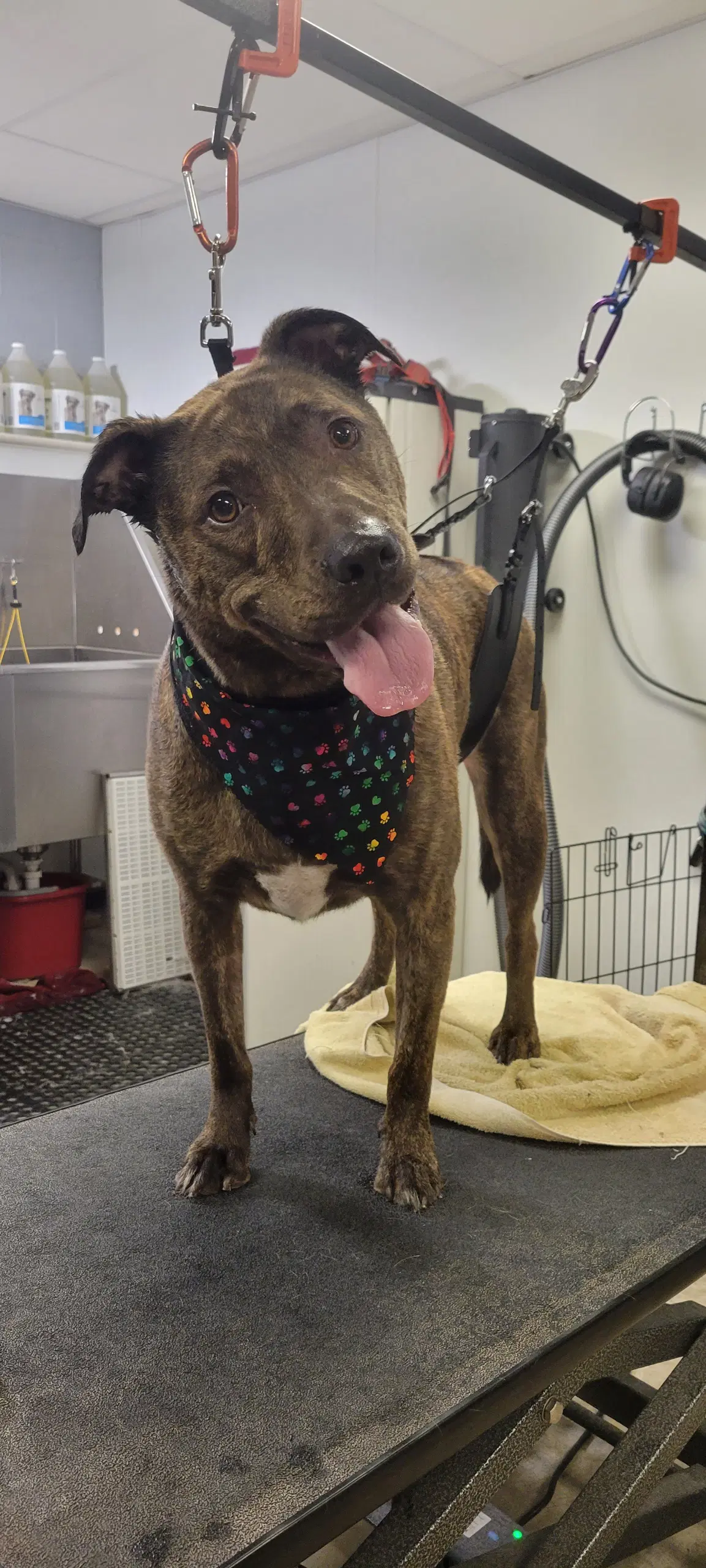 Lincoln Bonded Wtuckercourtesy Post - Pit Bull Terrier