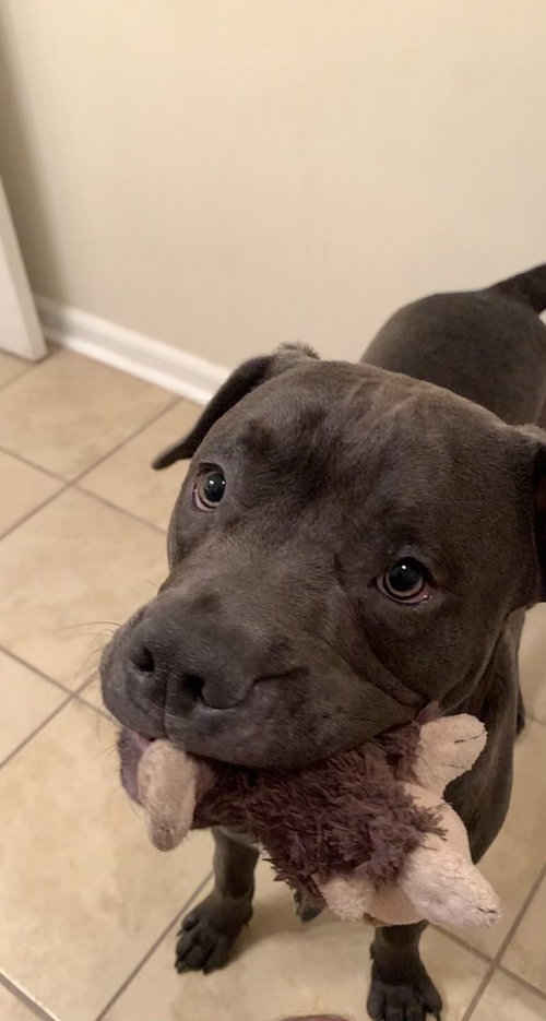 picture of the dog needing adoption