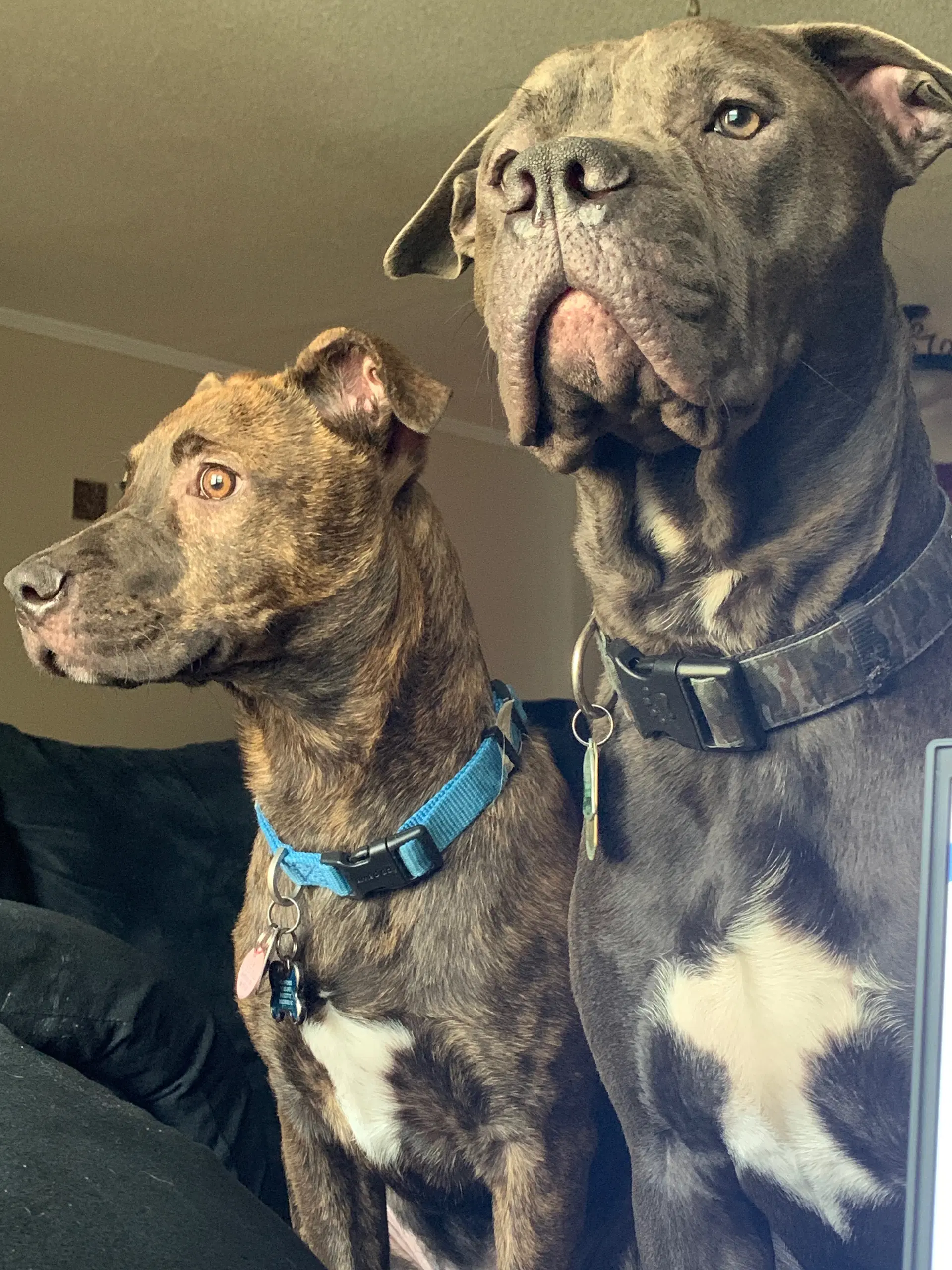 Tucker Bonded Wlincolnbonded Pair image 2