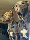 TUCKER (BONDED W/LINCOLN)(BONDED PAIR) - Photo 2