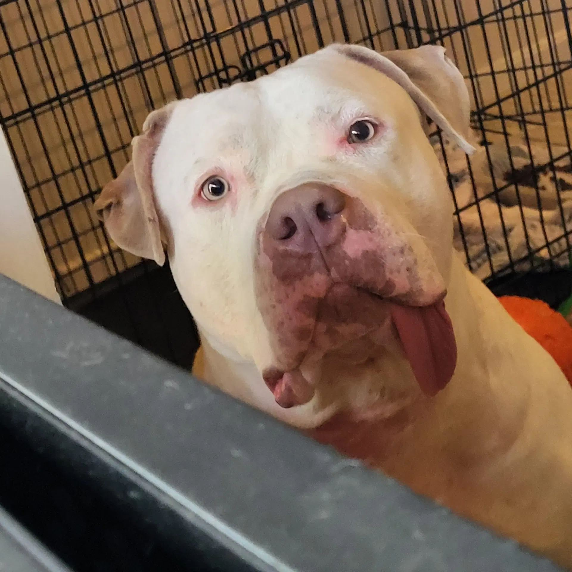 Dior Courtesy Post - XL Bully