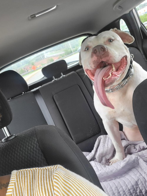 DIOR (COURTESY POST) - Pit Bull Terrier available for adoption