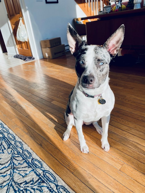 TRIXIE (COURTESY POST) - Australian Shepherd available for adoption
