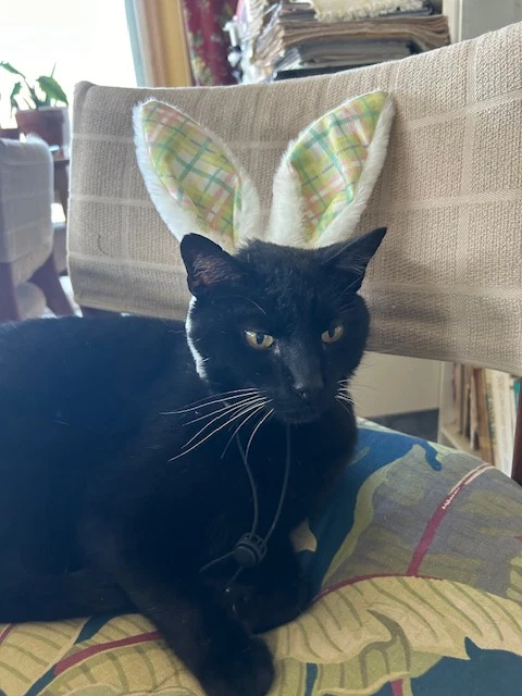 Panther Courtesy Post
