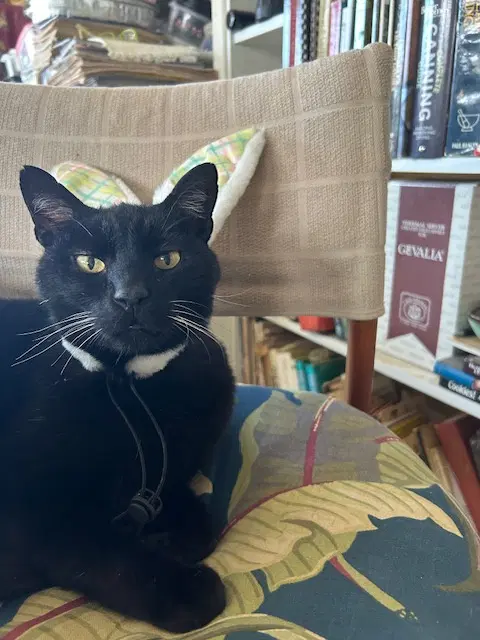 Panther Courtesy Post image 2