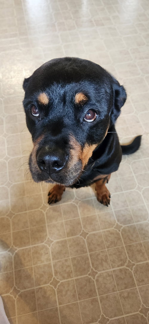picture of the dog needing adoption