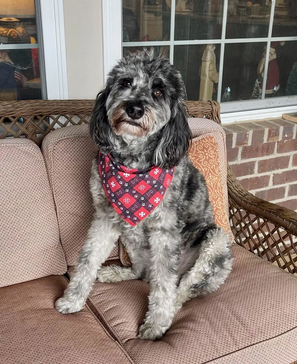 Seamus Courtesy Post - Australian Shepherd