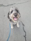 SEAMUS (COURTESY POST) - Photo 2