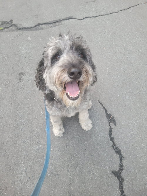 SEAMUS (COURTESY POST) - Australian Shepherd / Poodle (Standard) available for adoption
