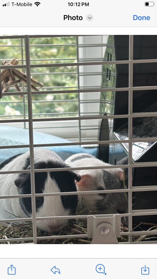 GUS AND FRANK (COURTESY POST) - Guinea Pig available for adoption