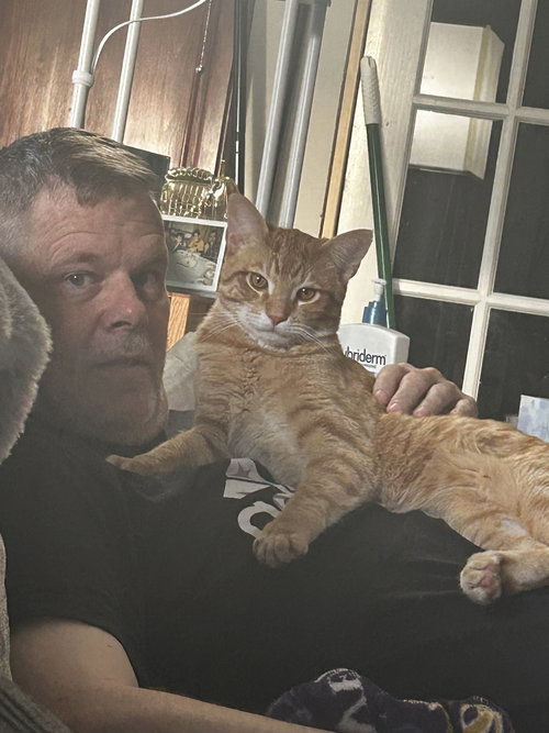 BROOKS (COURTESY POST) - Tabby available for adoption