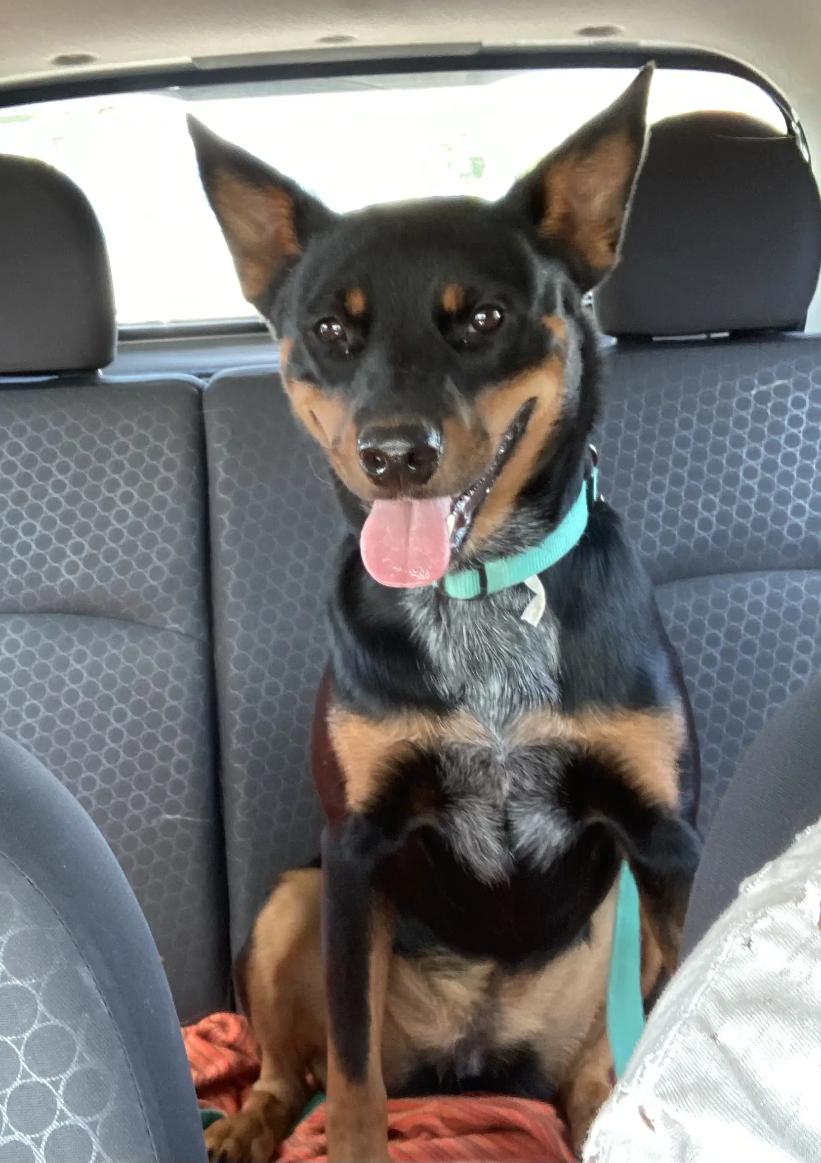 Olivia Courtesy Post - Cattle Dog