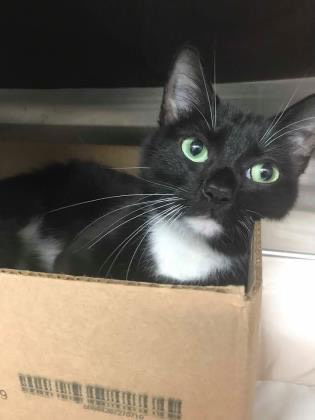 adoptable Cat in Columbia, MD named DILLY (COURTESY POST)