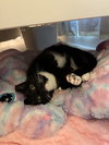 DILLY (COURTESY POST) - Photo 2