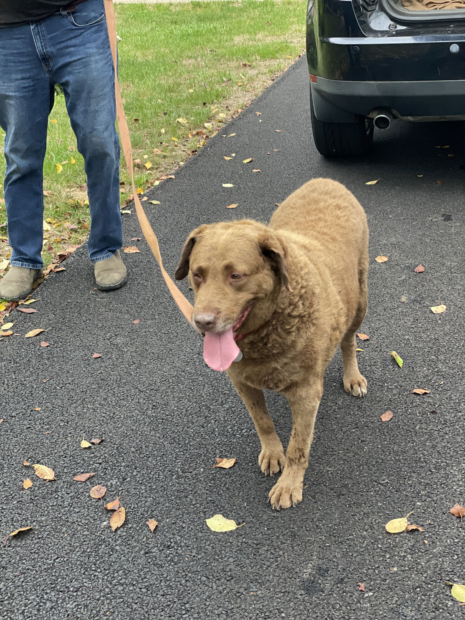 adoptable Dog in Columbia, MD named CHELSEA (BONDED w/HOBIE)(COURTESY POST)