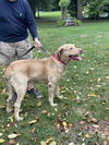 adoptable Dog in Columbia, MD named HOBIE (BONDED w/CHELSEA)(COURTESY POST)