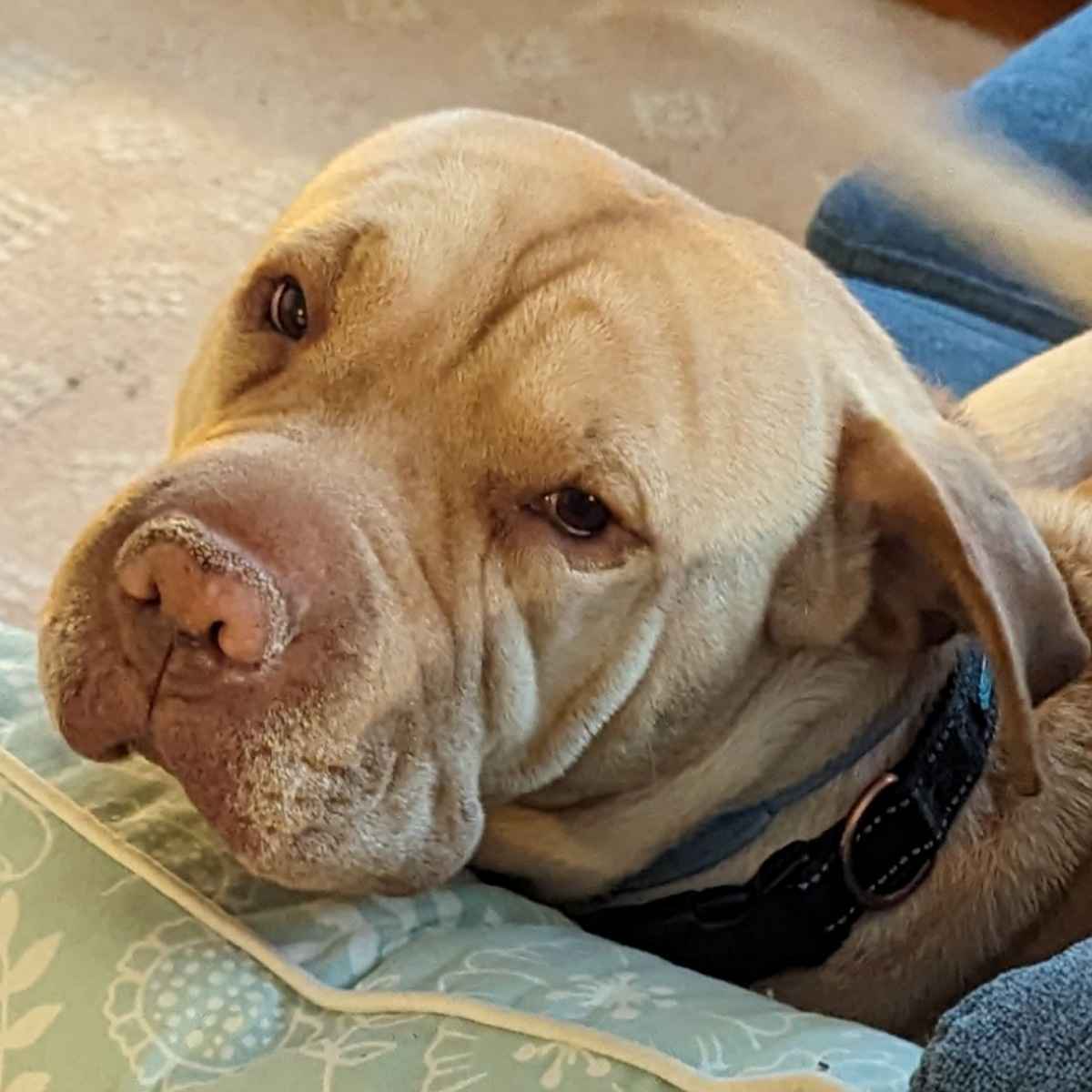 Mira Courtesy Post