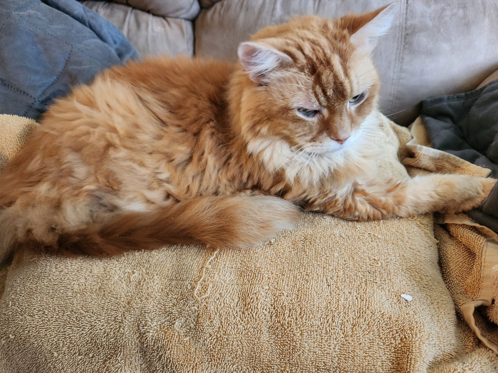 adoptable Cat in Columbia, MD named MR. ORANGE (COURTESY POST)