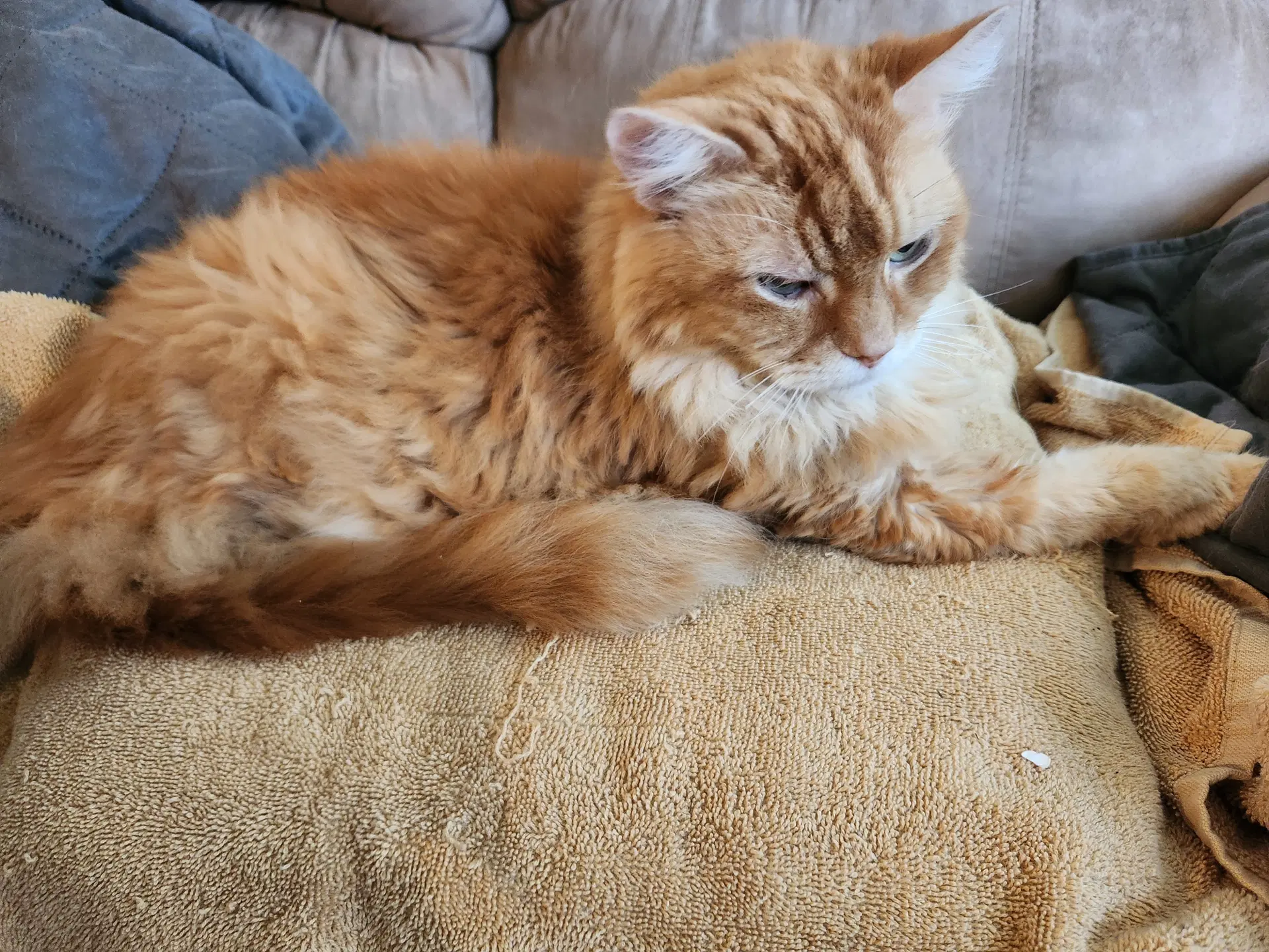 Mr Orange Courtesy Post - Tabby