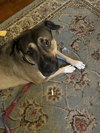 DAISY 2  (COURTESY POST) - Photo 2