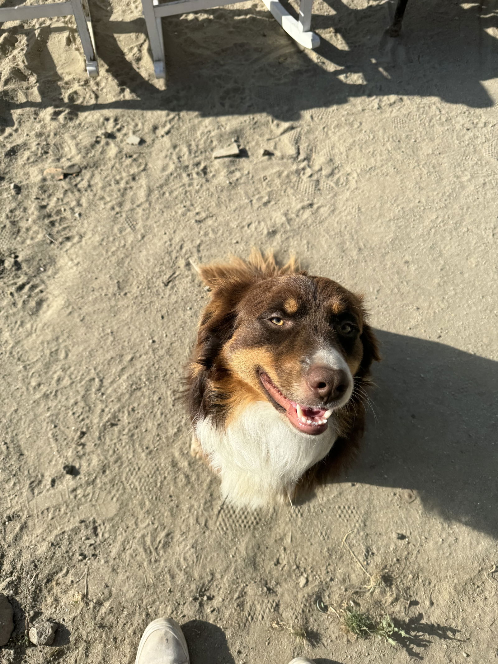 adoptable Dog in Columbia, MD named BUDDY (COURTESY POST)