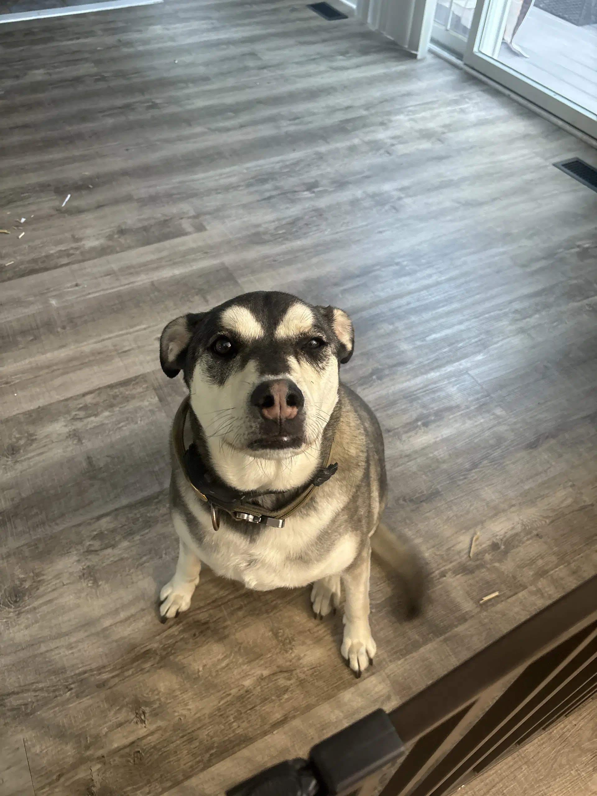 Maverick Courtesy Post - Husky