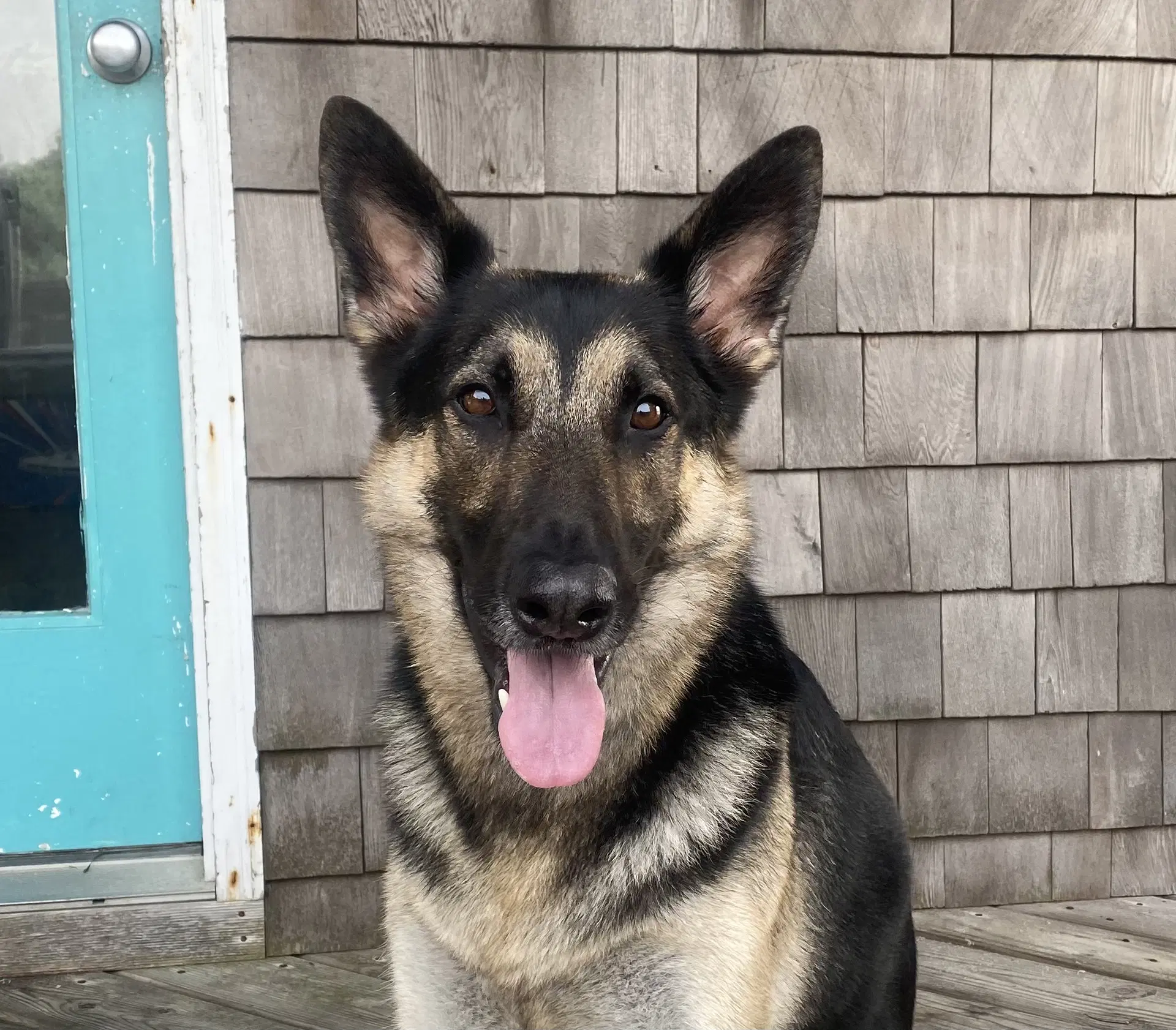 Apollo Courtesy Post - German Shepherd Dog
