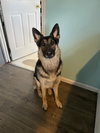 APOLLO (COURTESY POST) - Photo 2