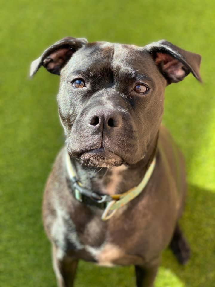 adoptable Dog in Columbia, MD named LADY (COURTESY POST)