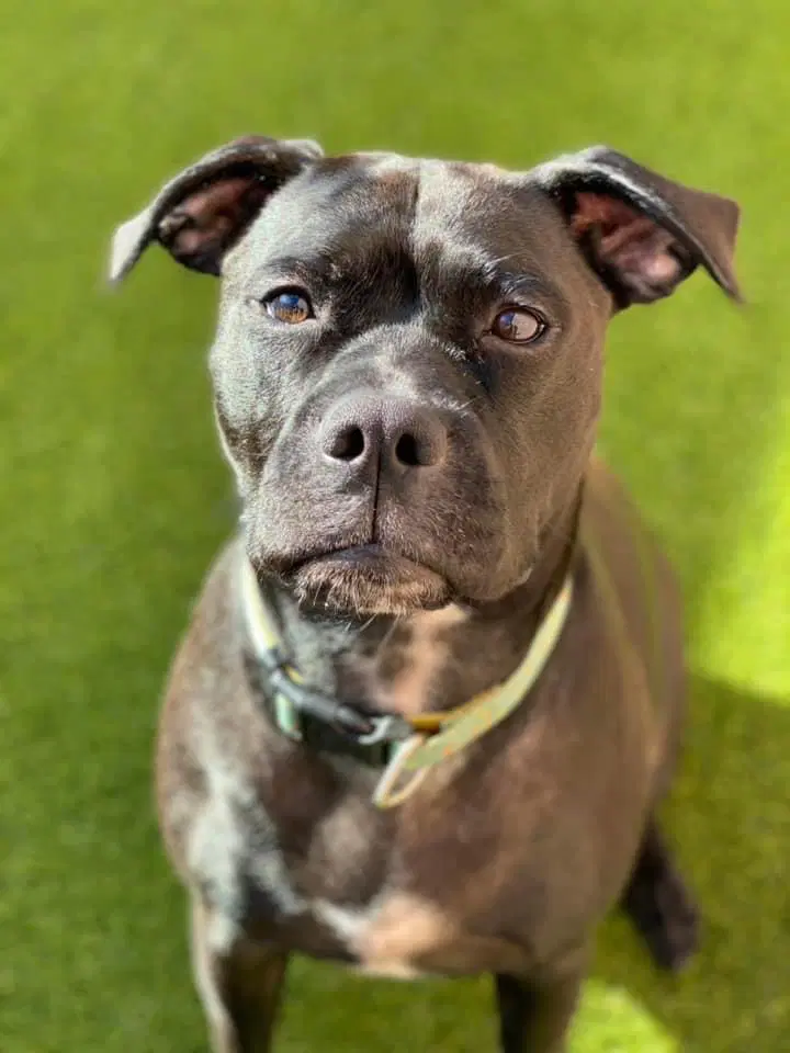 Lady Courtesy Post - Boxer