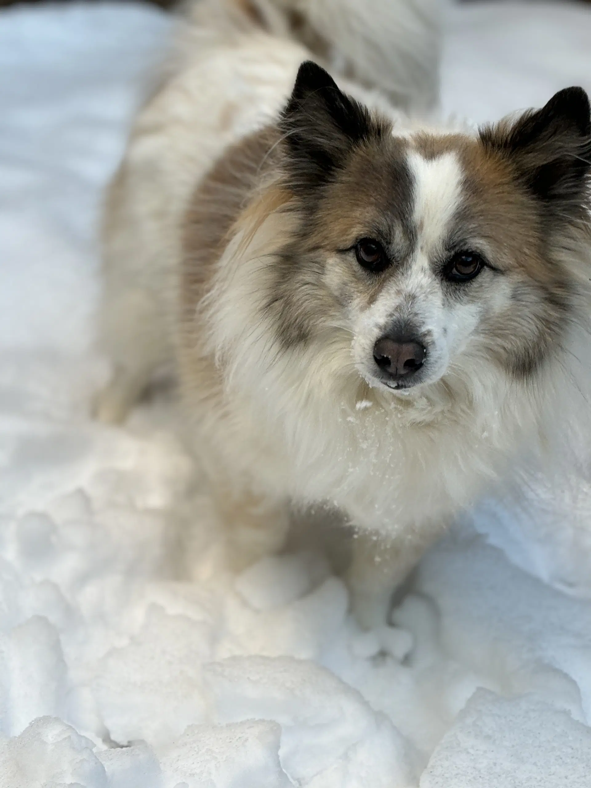 Nora Courtesy Post - Corgi