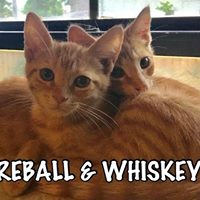 Whiskey