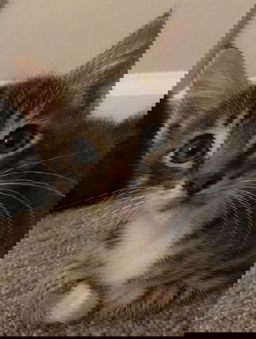 Mork