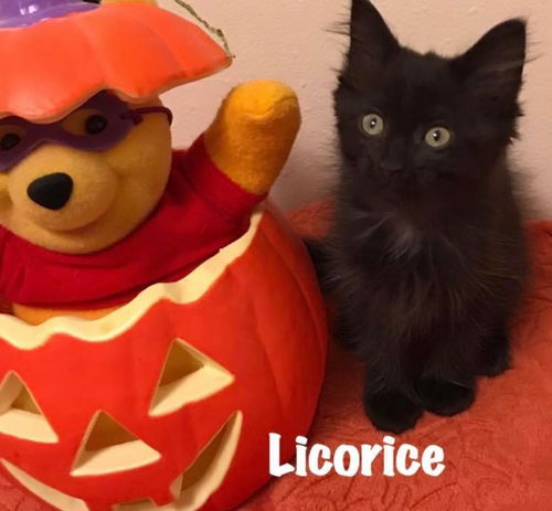 Licorice