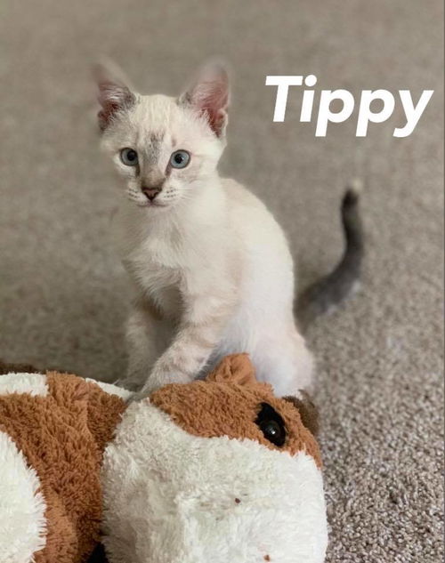 Tippy