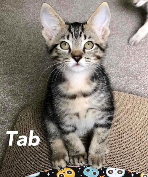 Tab